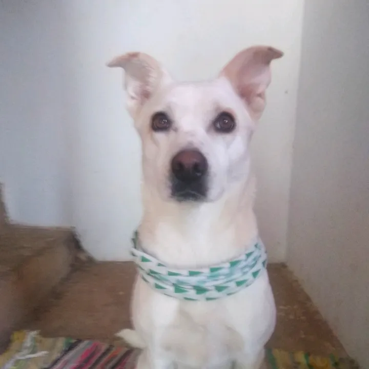 ricardogalvangome