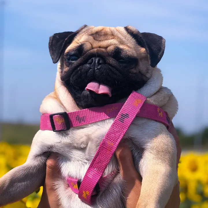 pug_bulka