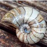 yorkshire.fossils