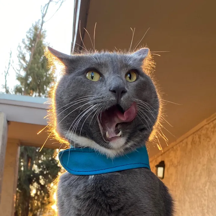 @therapycatroger