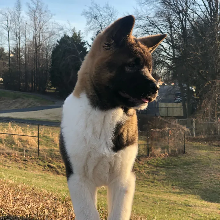 babyakita