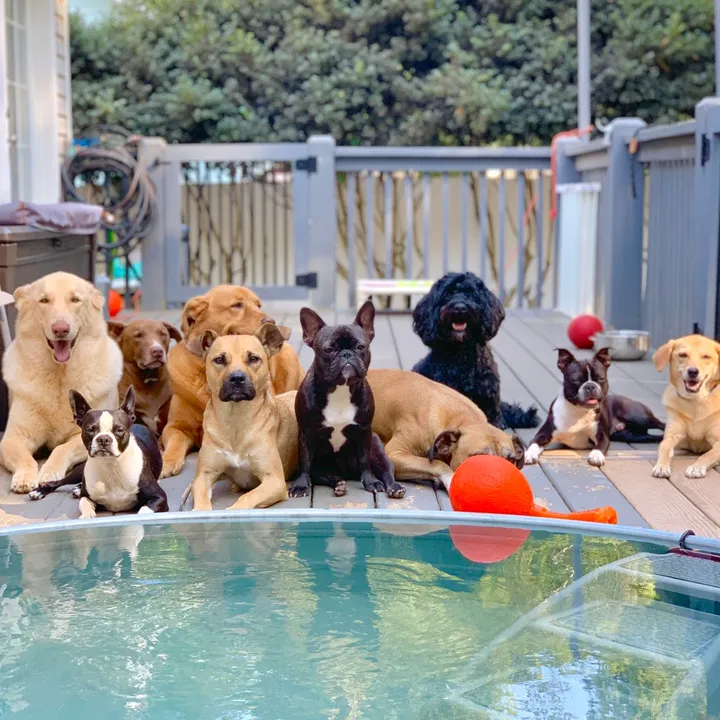 thewoofpacknc