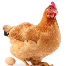 hen_videos