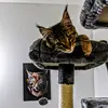 queencleothemainecoon