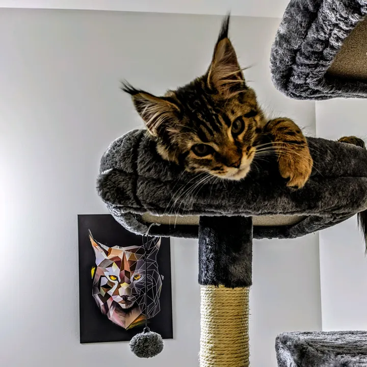 @queencleothemainecoon