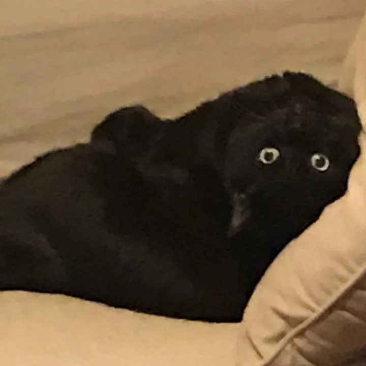 @doreentheblackcat