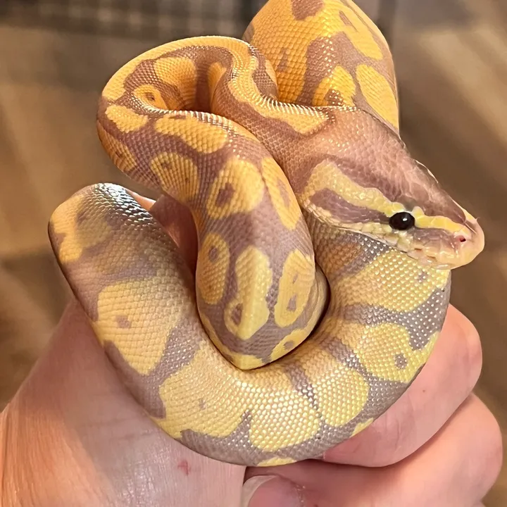 dm_reptiles_n_more