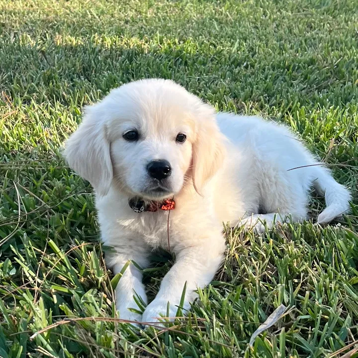 @normanthegolden_