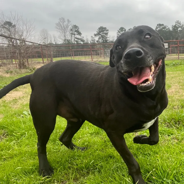 barkingmadanimalrefuge