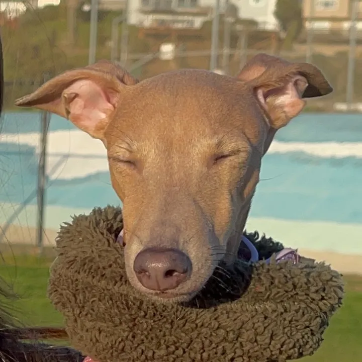 noritheiggyy