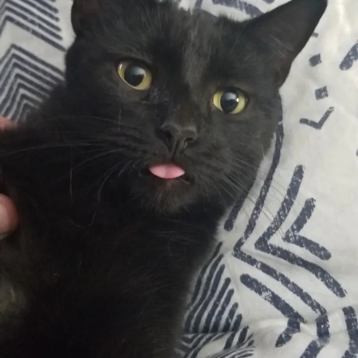 @theappalachiankitties