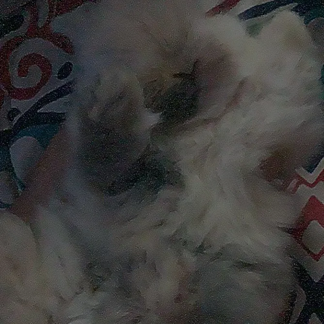 bunbunswtf