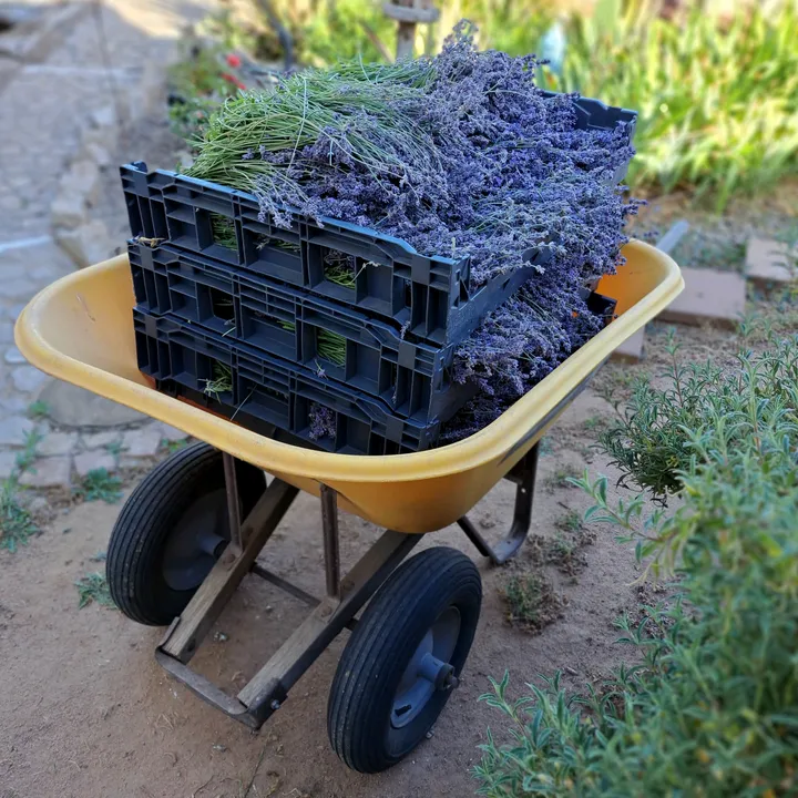 lavenderfarmer19