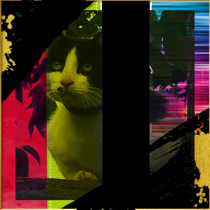 moelkittygato