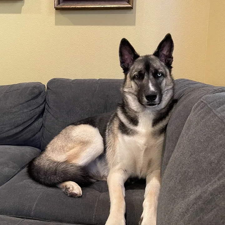 @bubbastheshepsky