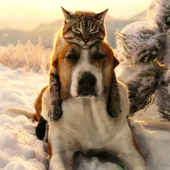 @catanddog111