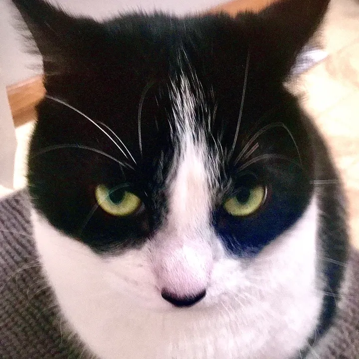 itsskittyy