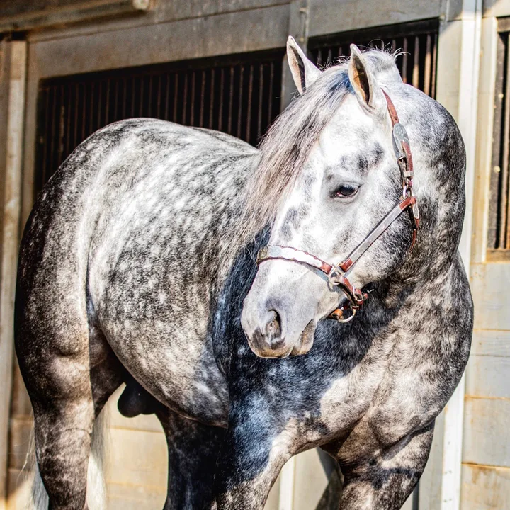 @rlpquarterhorses_36