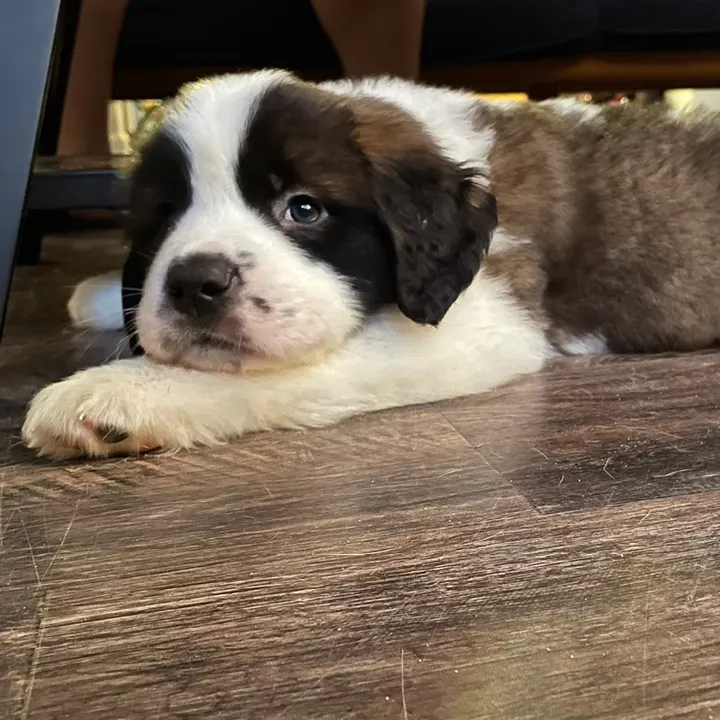 thecuriousstbernard