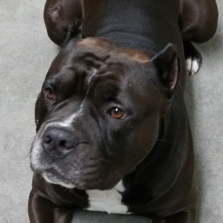 @konothebully