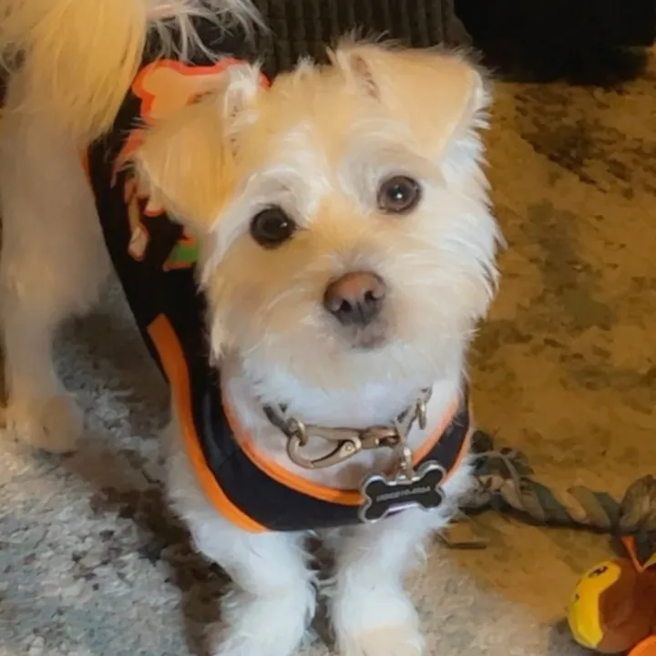 @mi.perro.coco1