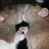 p33p33p00p00m4n