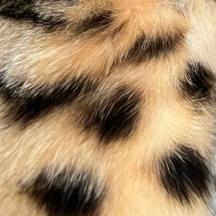 @kittybengals