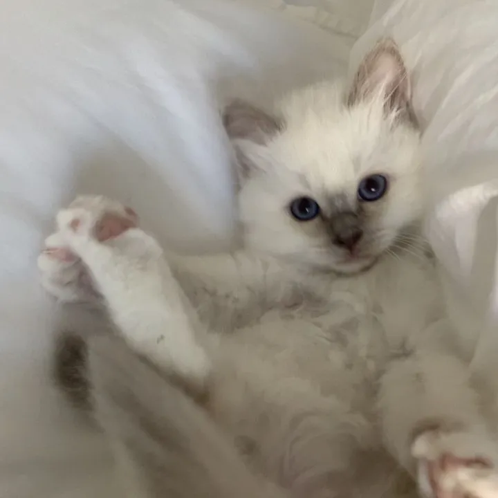 sasha.blossoms