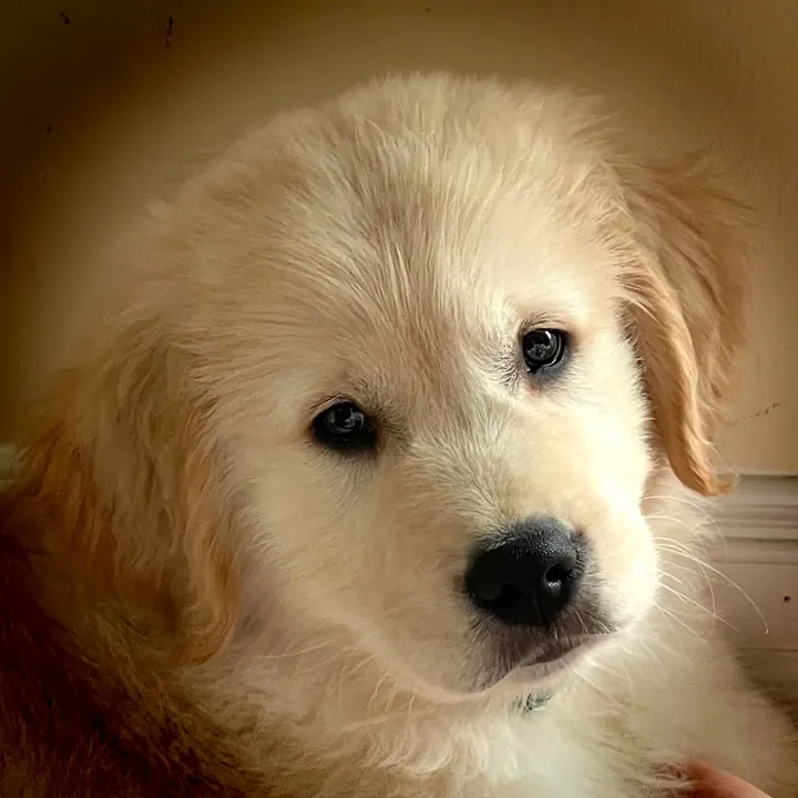 @ourgoldenboyfinn