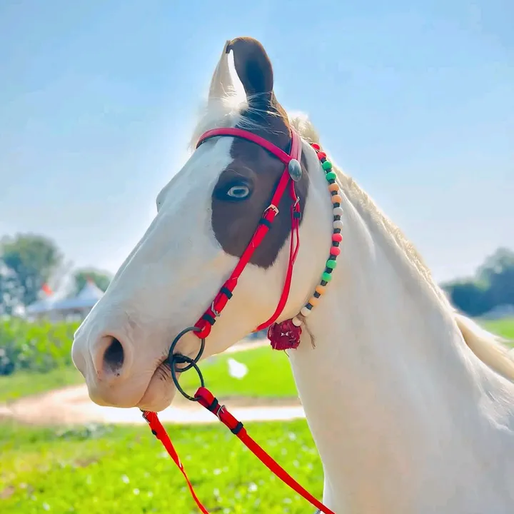marwarihorseracing