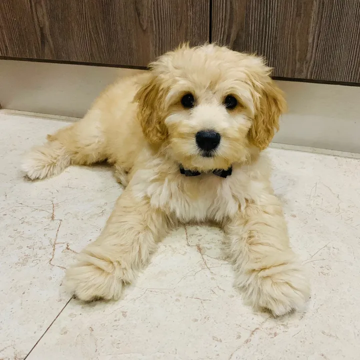 elbandidodemax