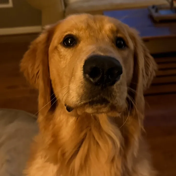 thelifeofcharliegolden