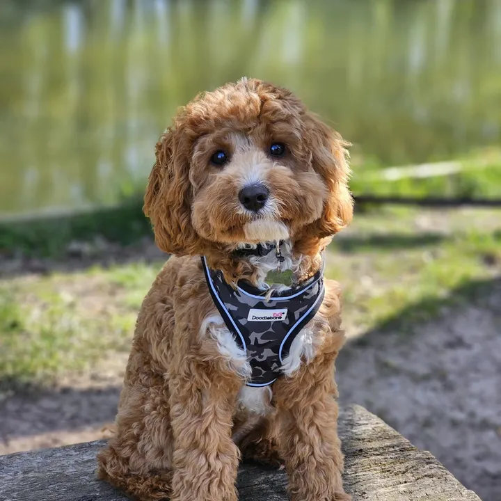 @roscothecavapoo1