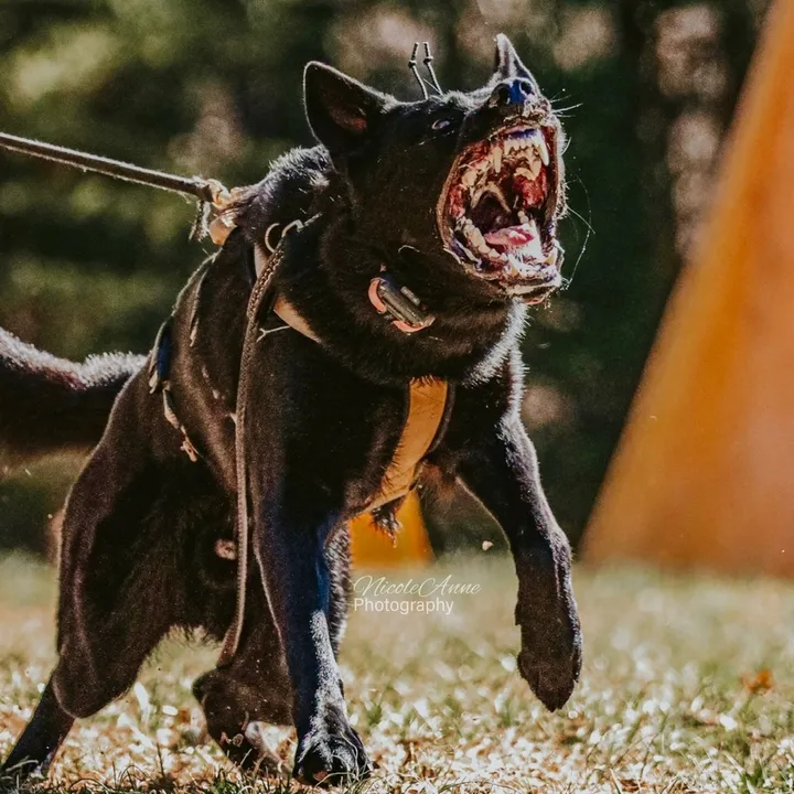 grim.bites.stuff