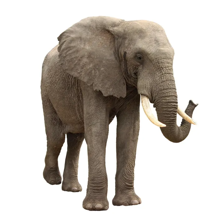 @muscularmammal
