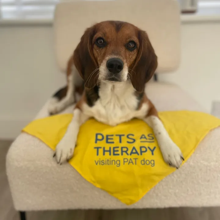 winniethetherapydog