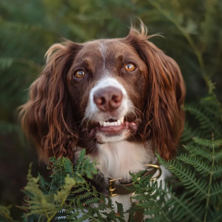 jinky_springerspaniel
