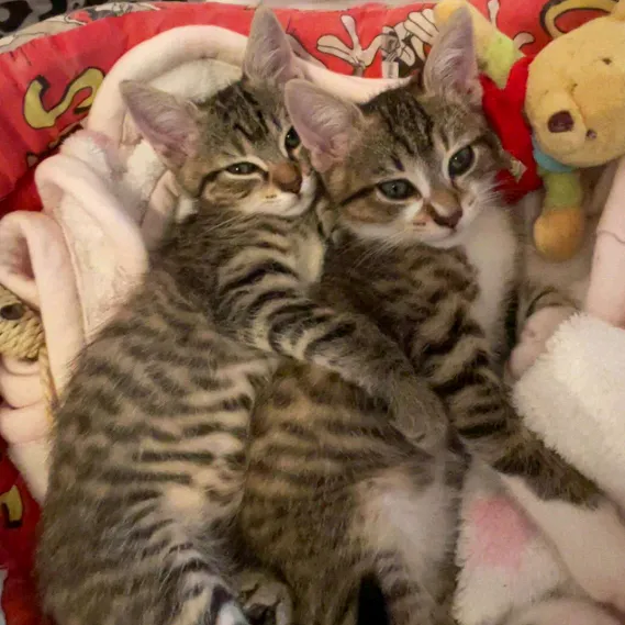 kitty_et_jul_en_folie