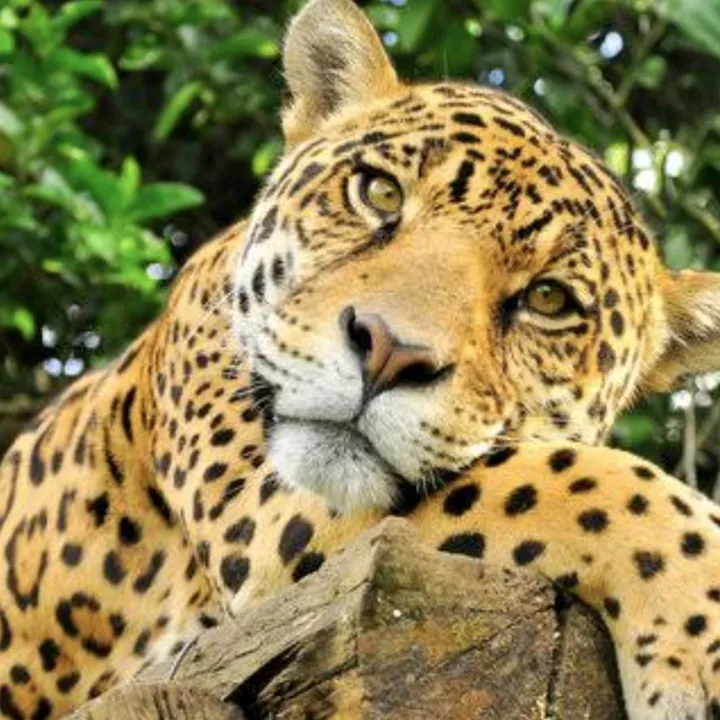 cacador.raiz6