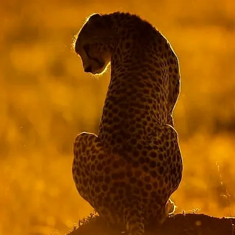 animal.life.tz