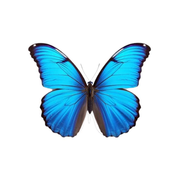 🦋𝐆𝐓𝐗🦋 - original sound - sofianegtx