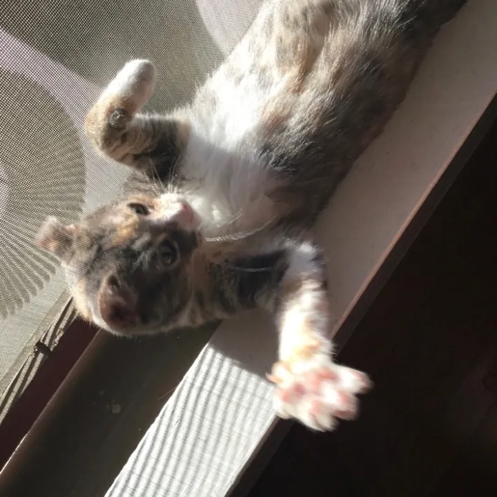 c4llieiscute