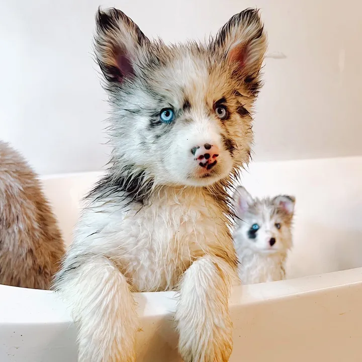 @cruisethepomsky