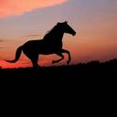 @cavalo.amor.e.caf