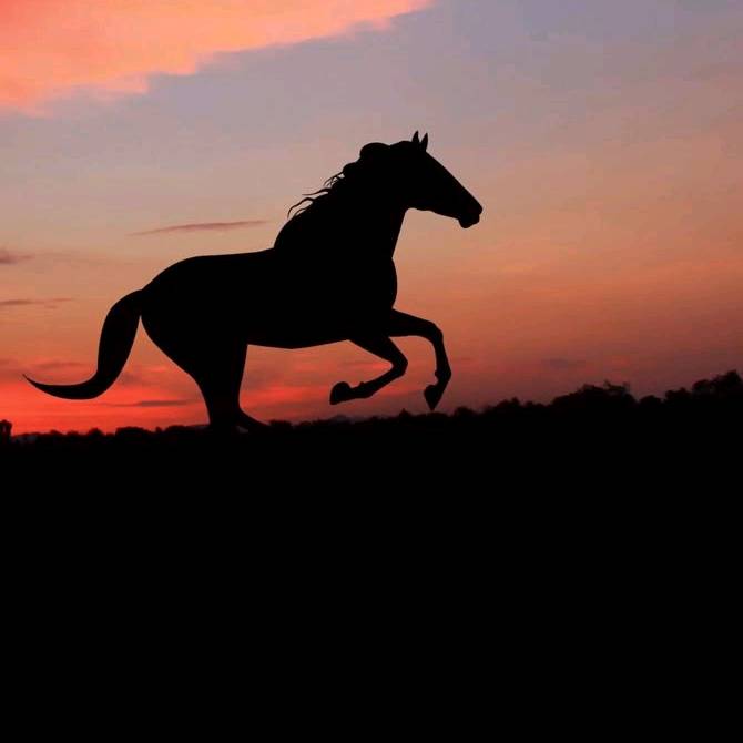 cavalo.amor.e.caf
