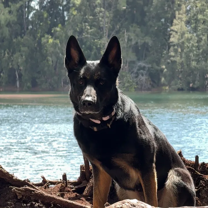 sfl.k9s