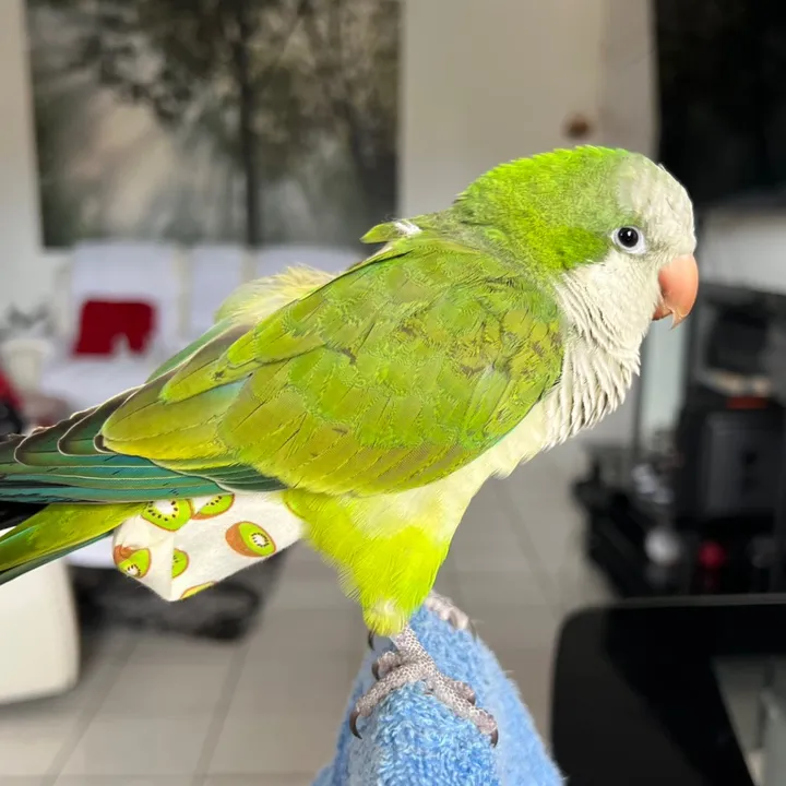 mibbcharlie2
