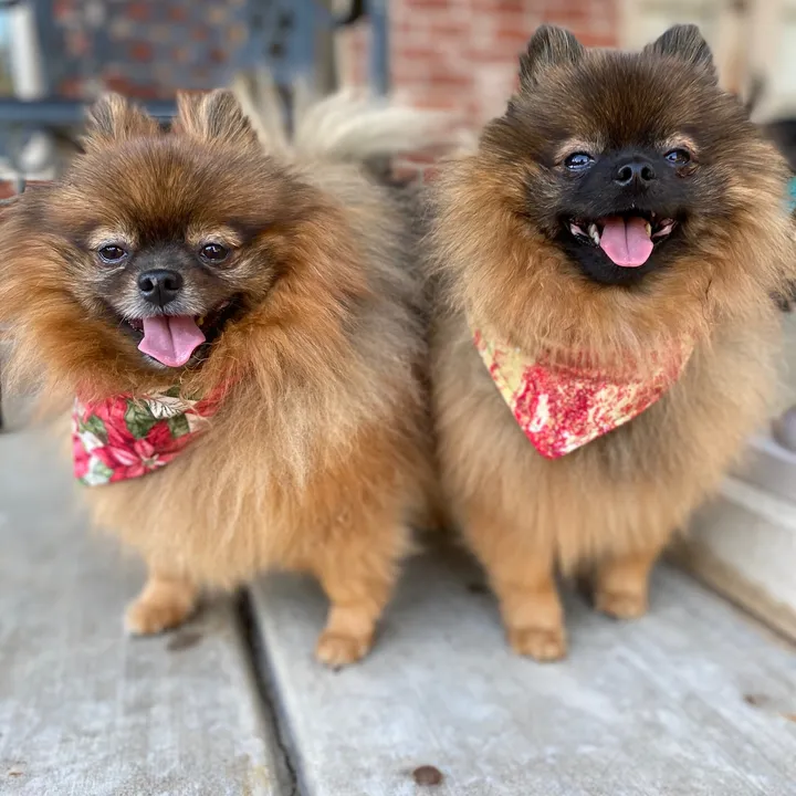 all.my.babies