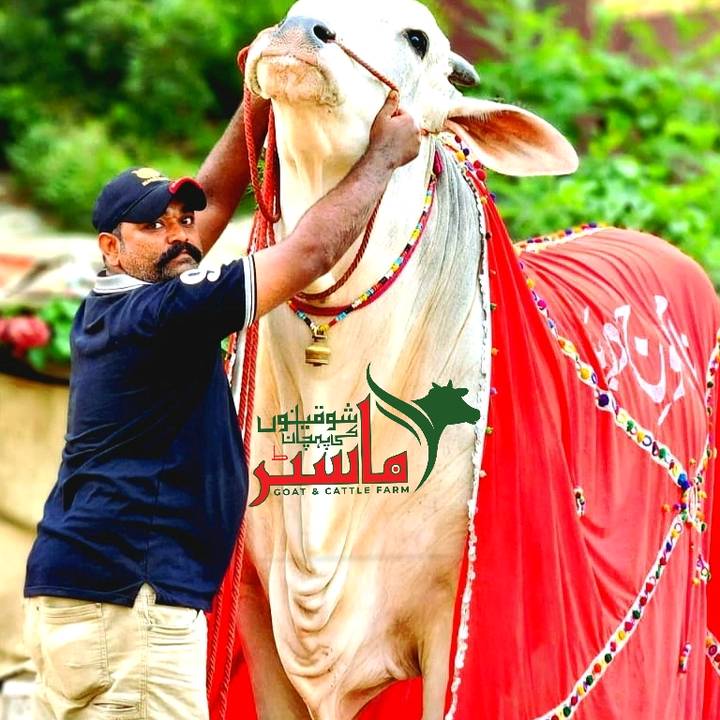 noman.ansari.mast