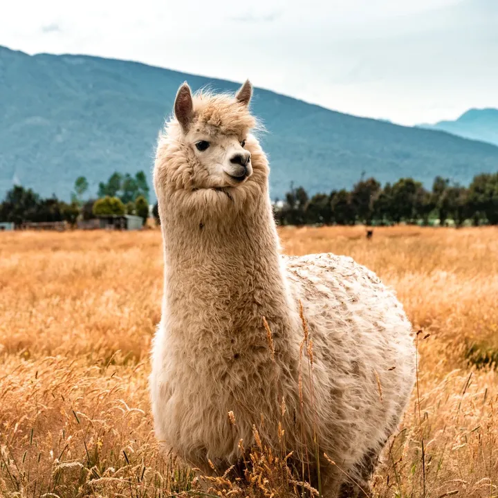 @reddit.drama.llama